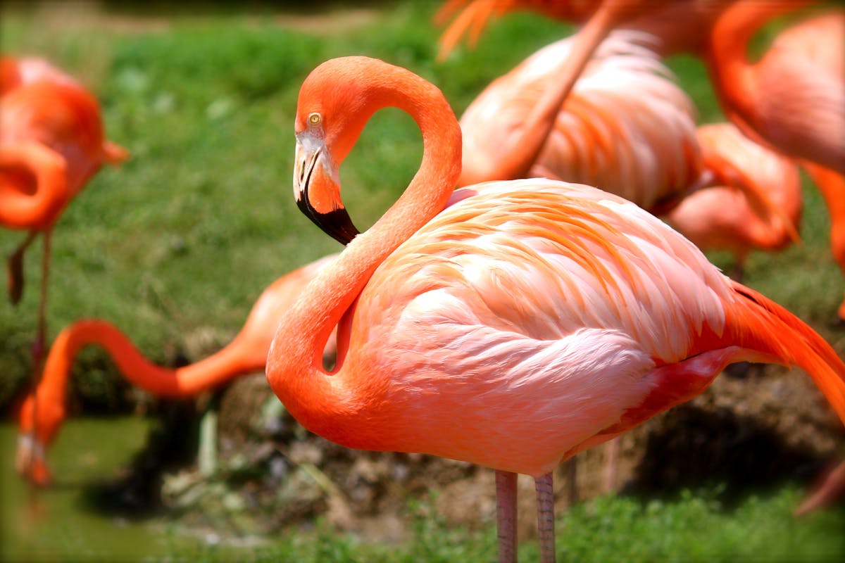 Mengenal Burung Flamingo & Ciri Karakteristiknya di Jakarta Bird Land Ancol