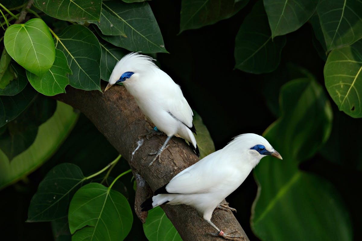 Mengenal Burung Jalak Bali & Ciri Karakteristiknya di Jakarta Bird Land Ancol
