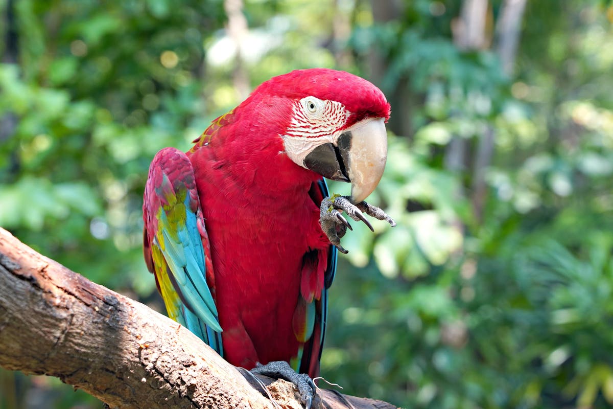 Burung Macaw : Jenis, Karakteristik & Habitatnya di Jakarta Bird Land Ancol