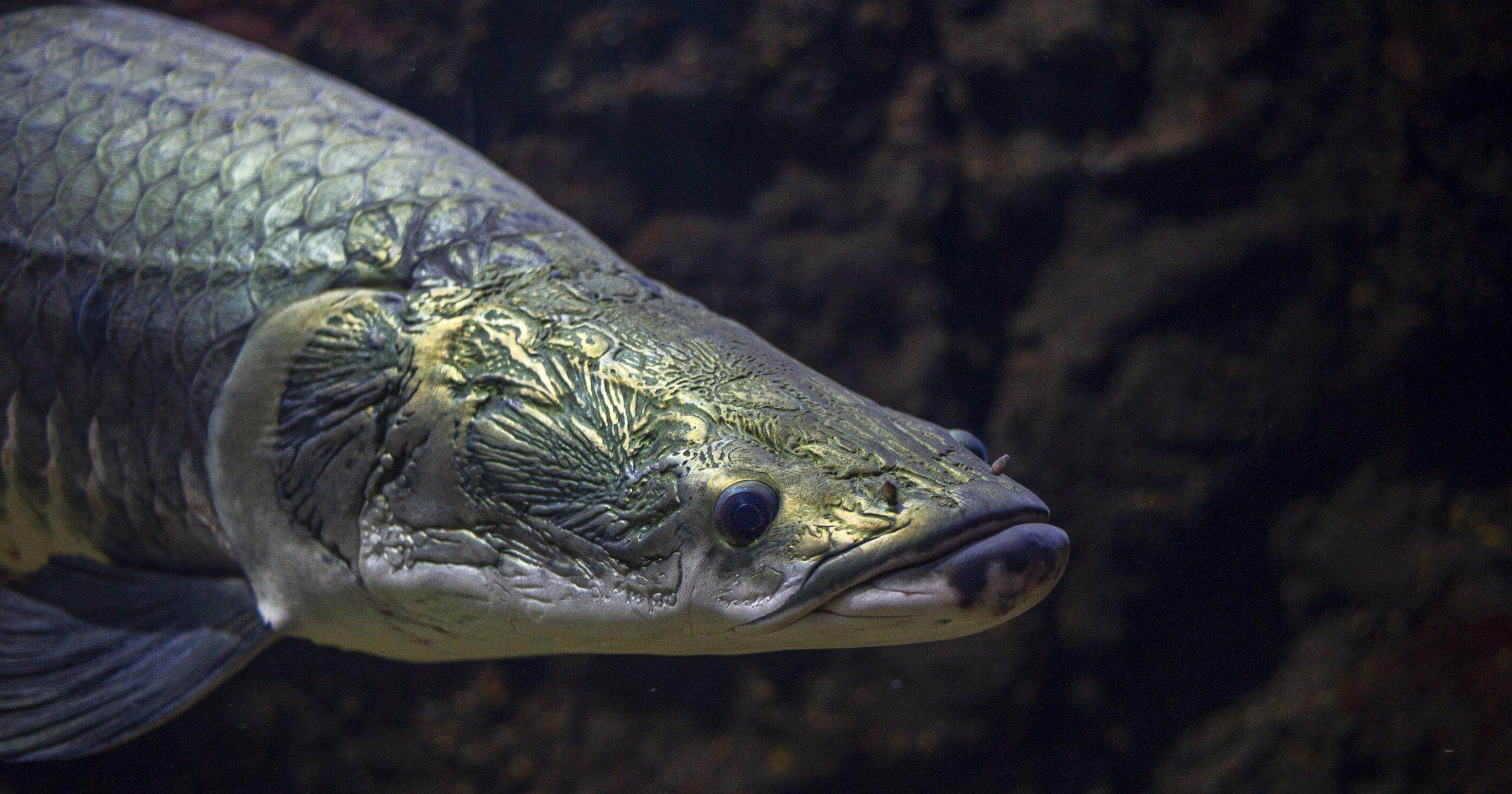 Arapaima: Ciri, Habitat, Makanan, dan Fakta Uniknya