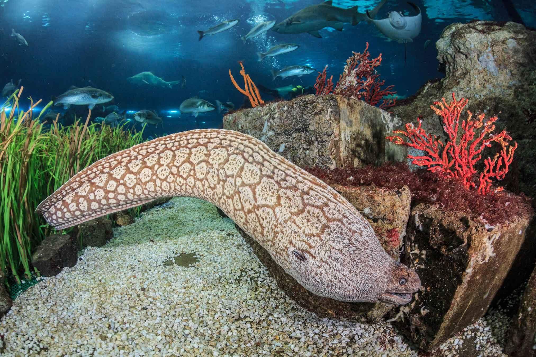 Moray Eel: Ciri, Habitat, Makanan, dan Fakta Uniknya