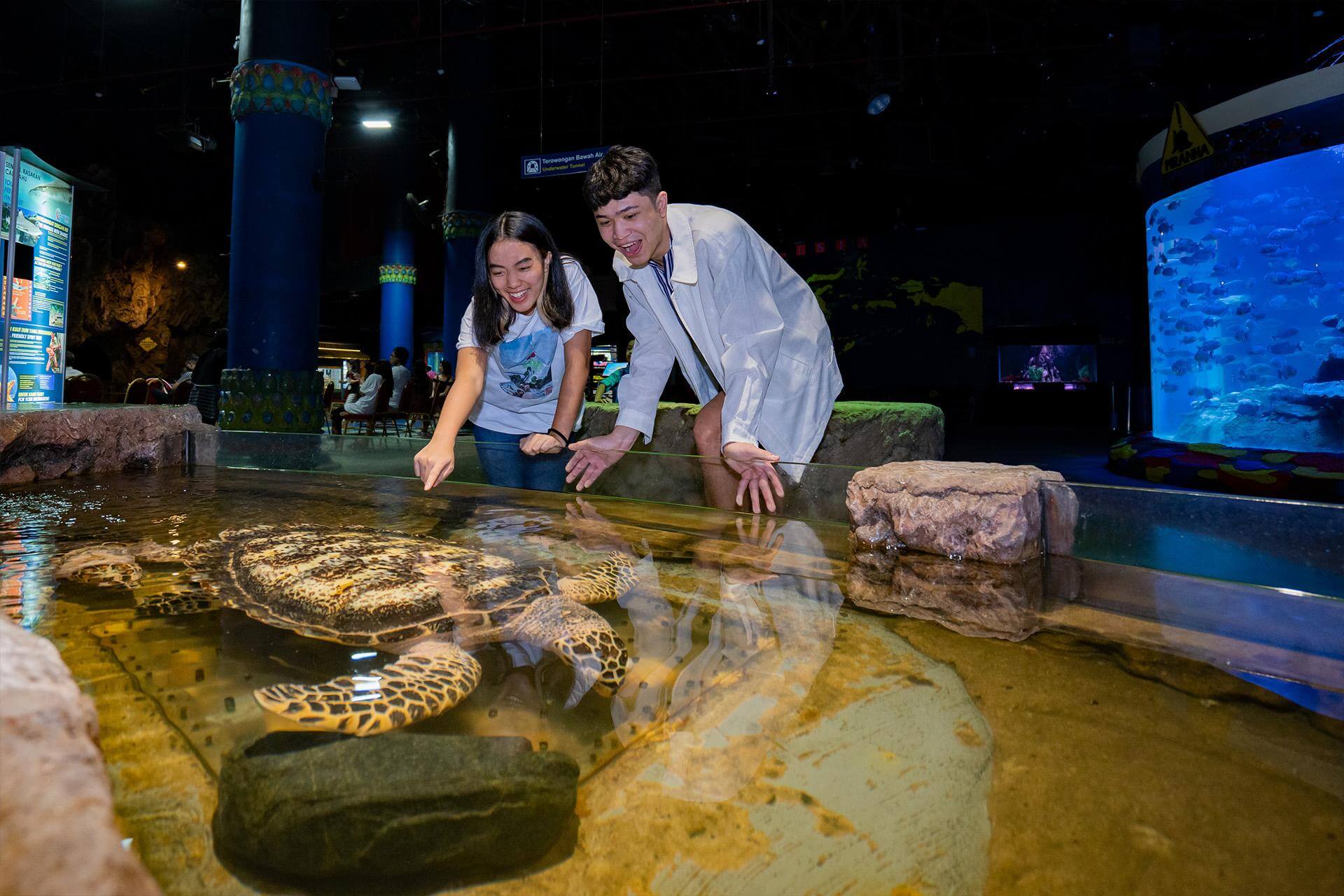 Penyu (Sea Turtle): Ciri, Habitat, Jenis, dan Fakta Uniknya