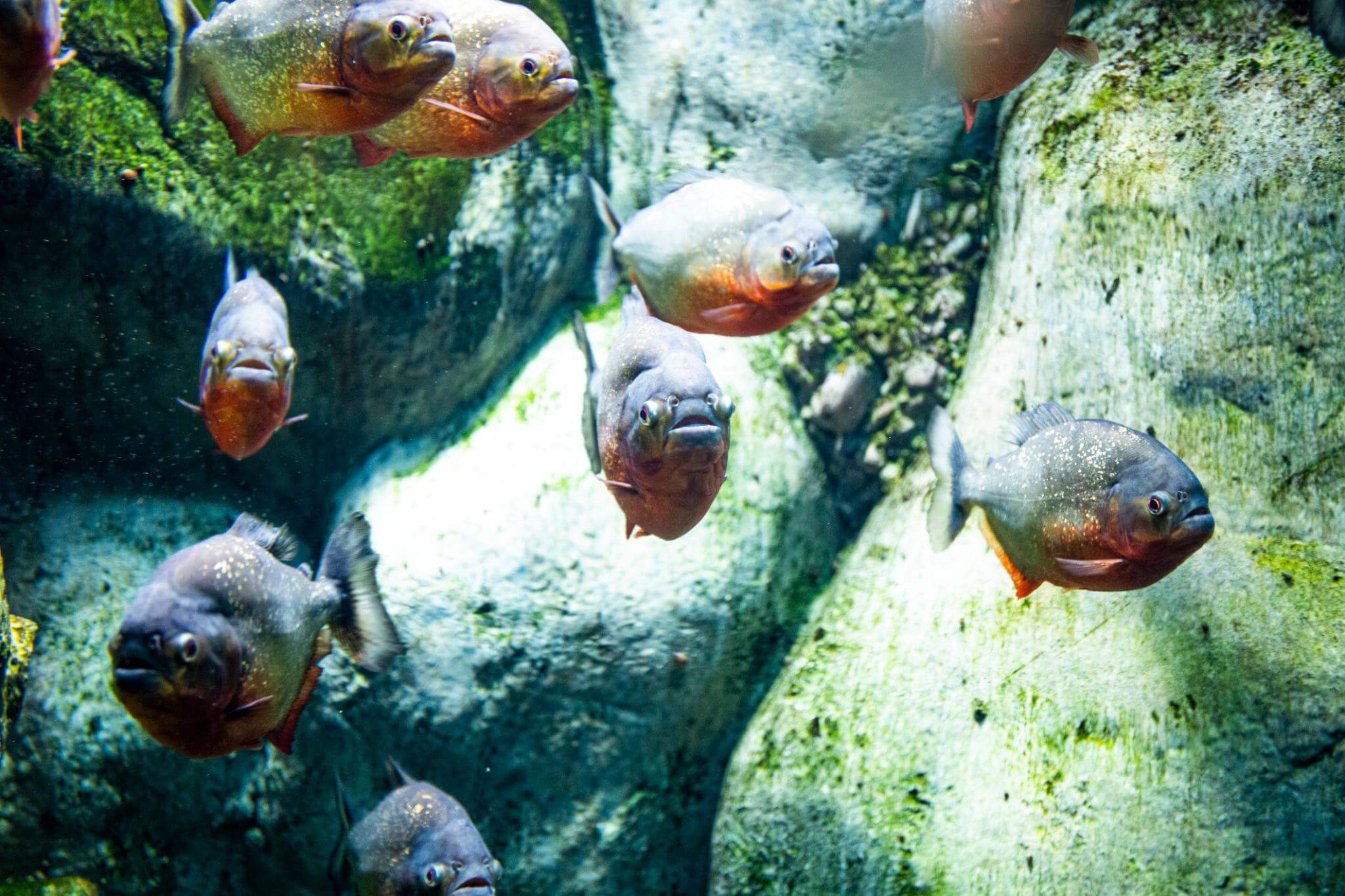 Mengenal Ikan Piranha: Ciri, Habitat, Makanan, dan Fakta Uniknya
